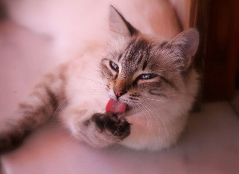Excessive Paw Licking in Cats