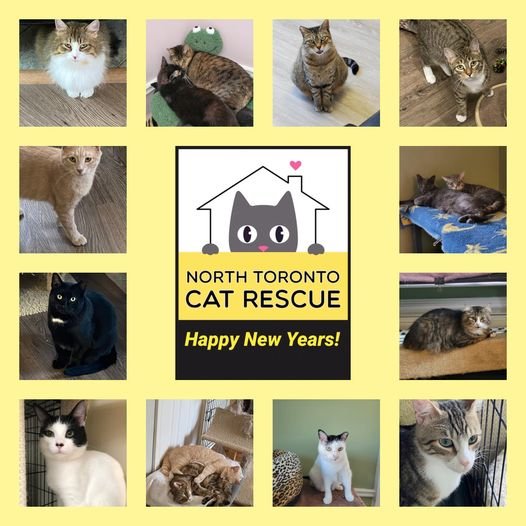 A Year of Cat Rescue Resolutions for You!