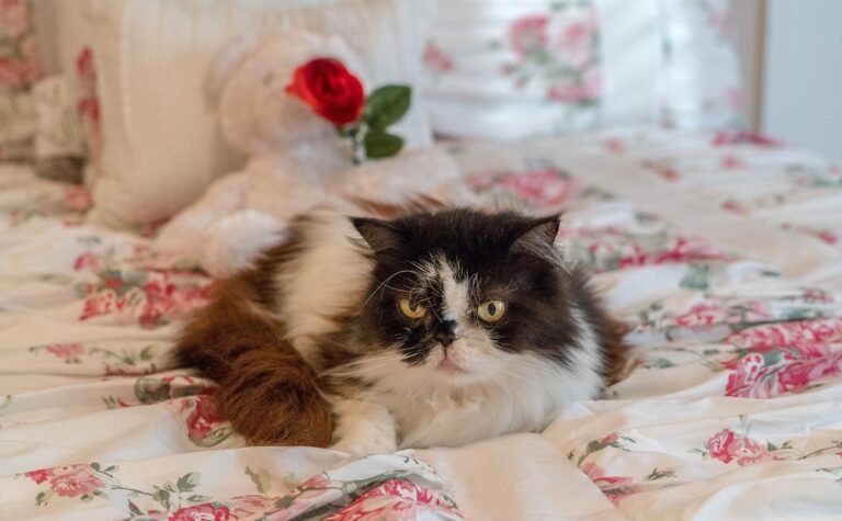 persian cat, senior, mature