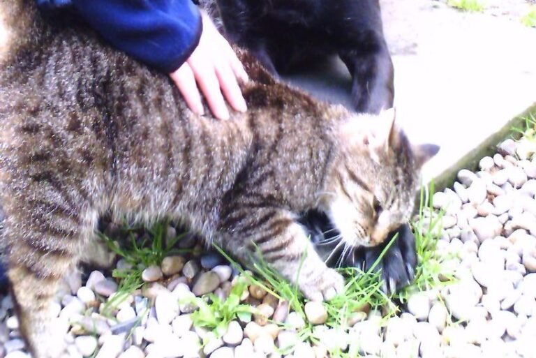 Do Meow Meows Mourn?