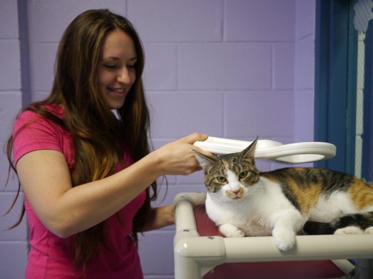 Microchips Are a Must for Your Cat