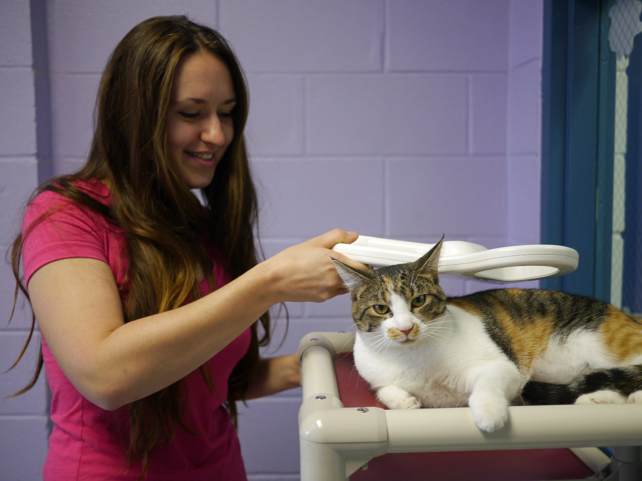 Microchips Are A Must For Your Cat North Toronto Cat Rescue   Cat Microchip Scanner 