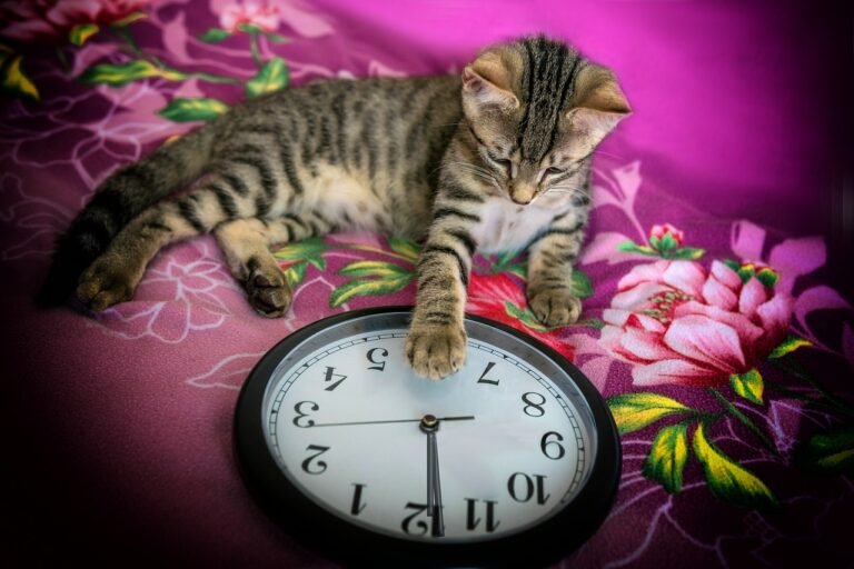 sylvester, clock, new year's day