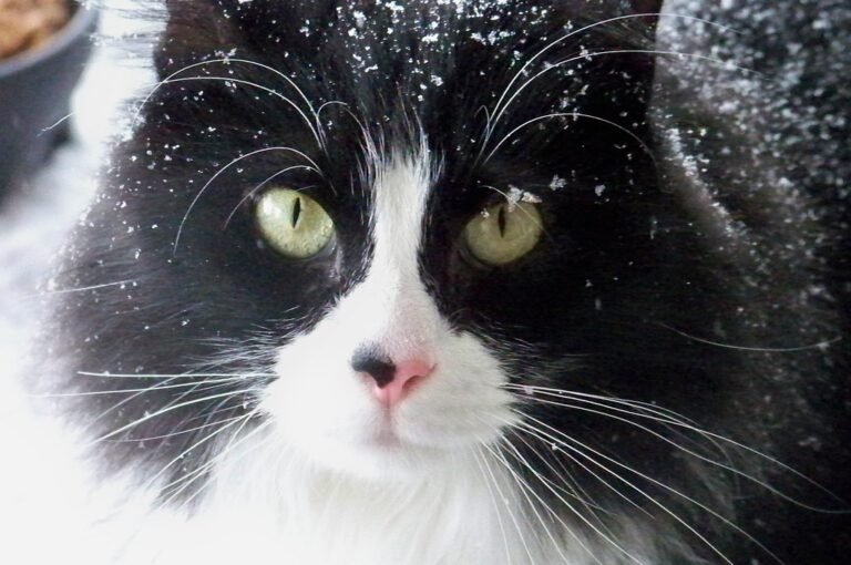 The “Dirt” on Kitty Dandruff