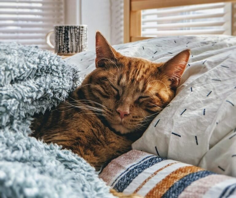 cat sleeping on bed