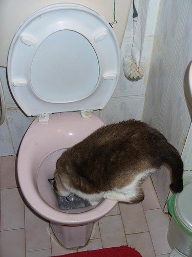 Does YOUR Kitty Drink from the Toilet?
