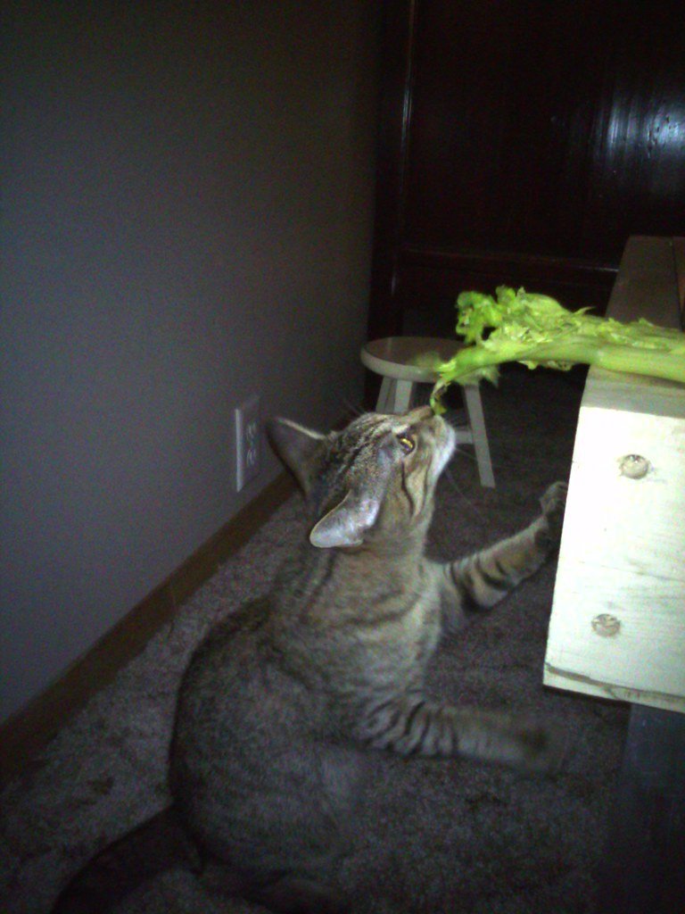 Can Cats Consume Celery?