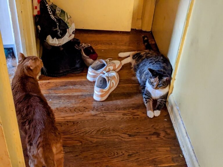 Why Kitty “Guards” Your Door