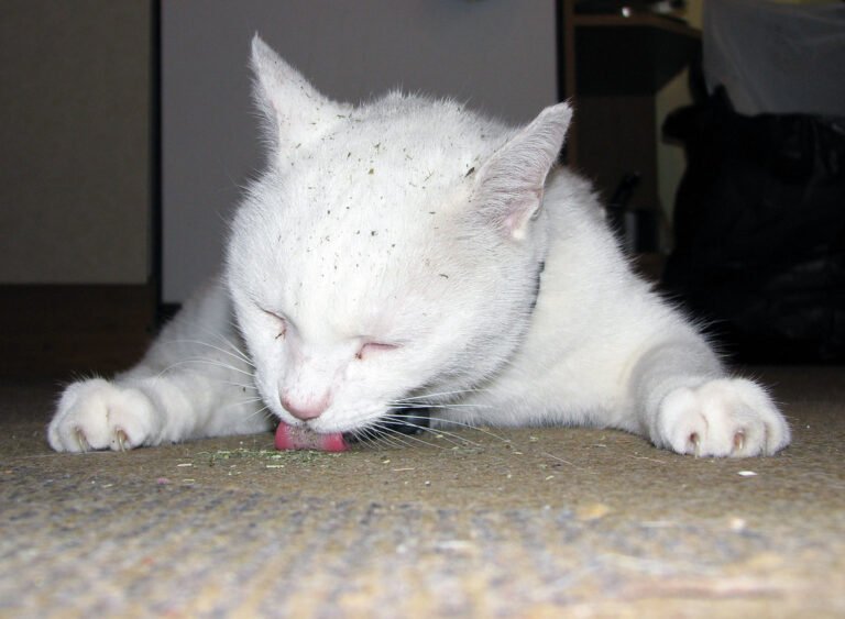 Why Do Cats Lick the Carpet?