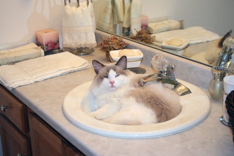 Why Cats Sleep in Bathrooms