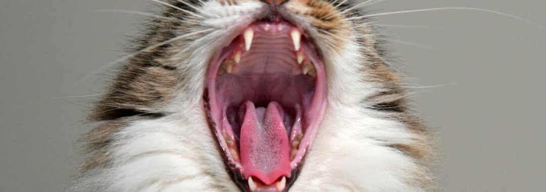 Close-up Photo of Yawning Cat