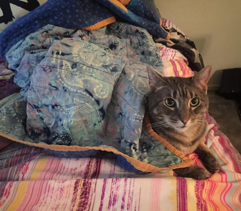 A Cat’s Craving for Caves and Cocoons