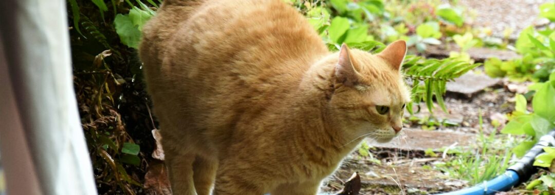 an orange cat standing next to a blue hose