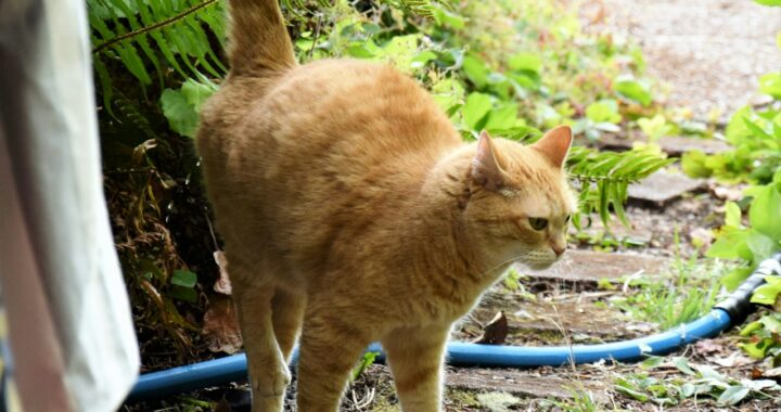 an orange cat standing next to a blue hose