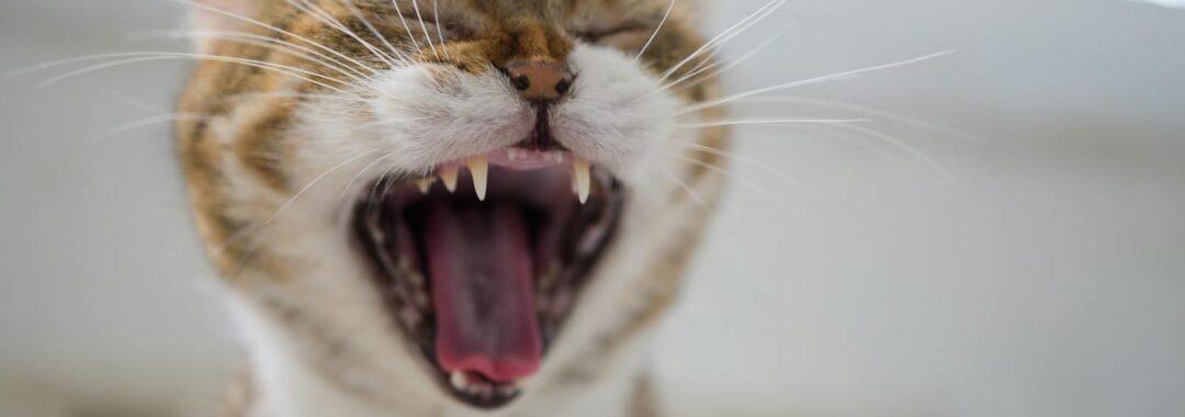 Close up cute cat having big yawn showing sharp teeth and tongue with mouth open wide.