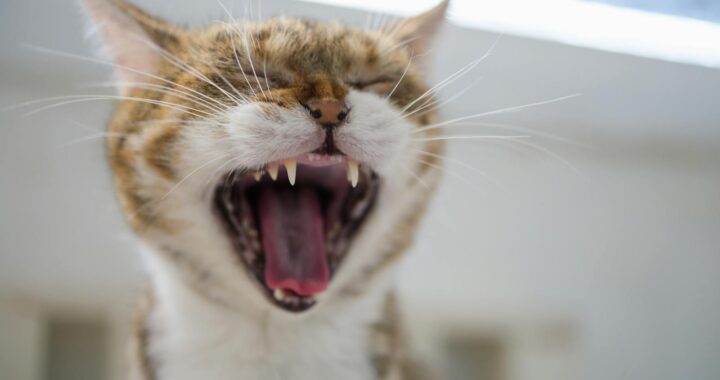 Close up cute cat having big yawn showing sharp teeth and tongue with mouth open wide.