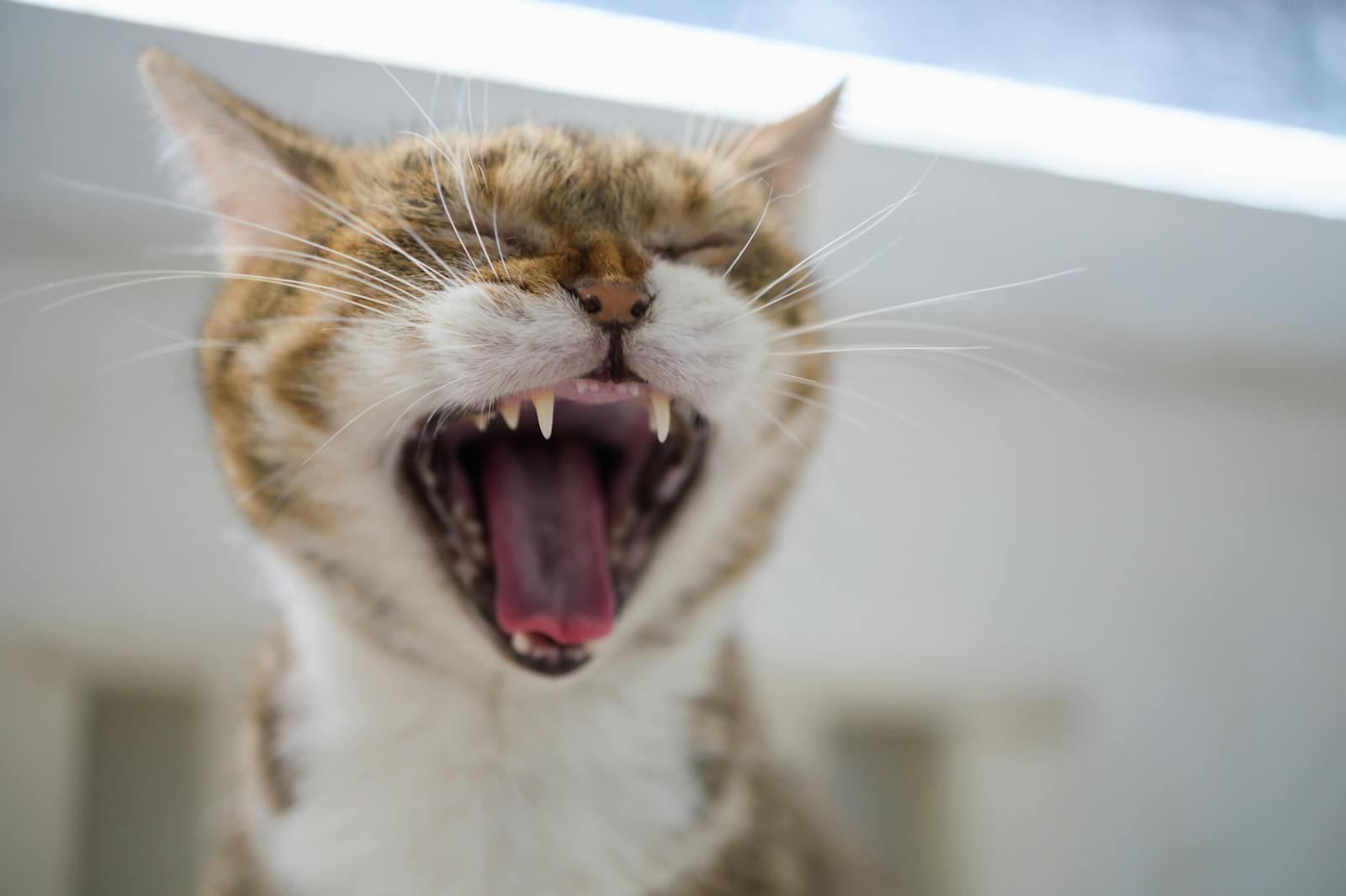 Close up cute cat having big yawn showing sharp teeth and tongue with mouth open wide.