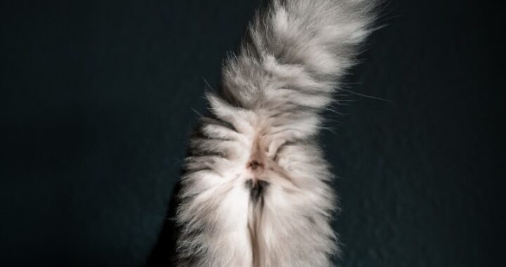 a fluffy cat sitting on top of a blue blanket