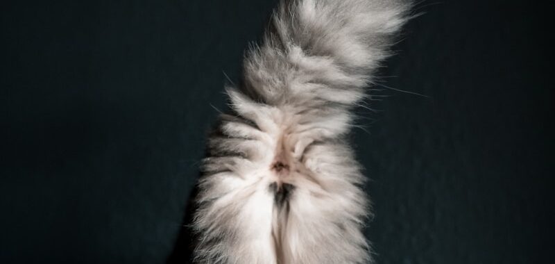 a fluffy cat sitting on top of a blue blanket