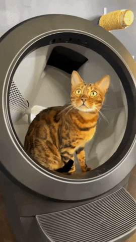 Cats and Constipation