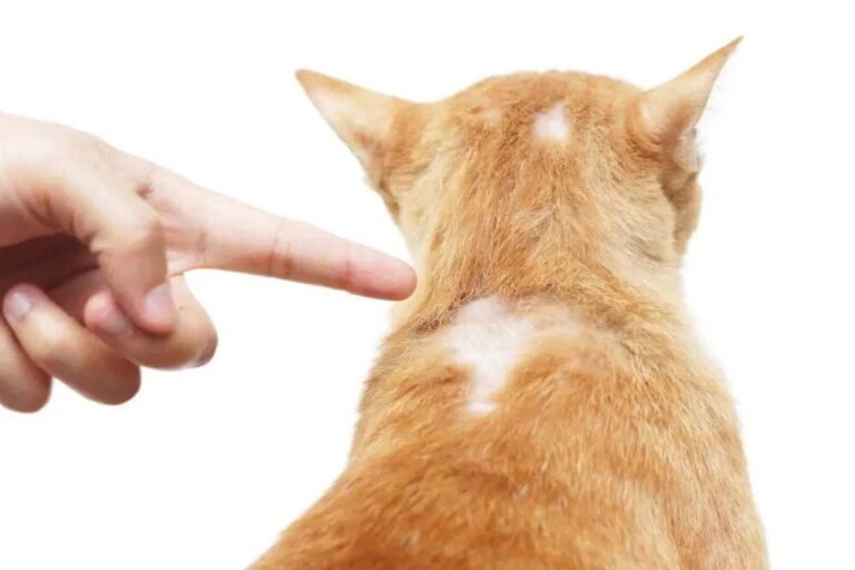 Alopecia in Cats