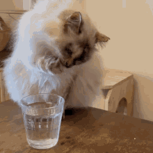 Why Do Cats Drink Water With Their Paws?