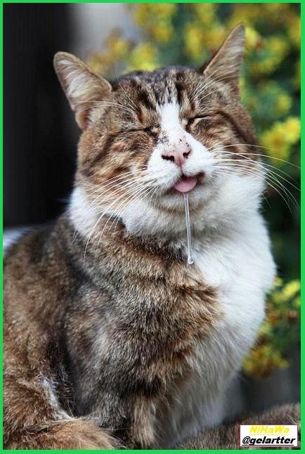 When Cat Drooling is Concerning?