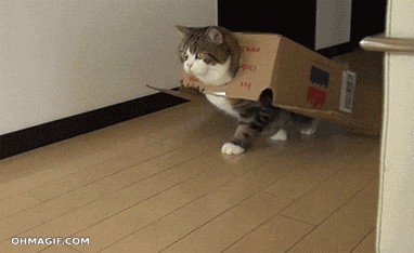 Cats and Cardboard Boxes