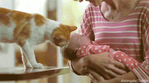 Why Cats Groom Y-O-U!