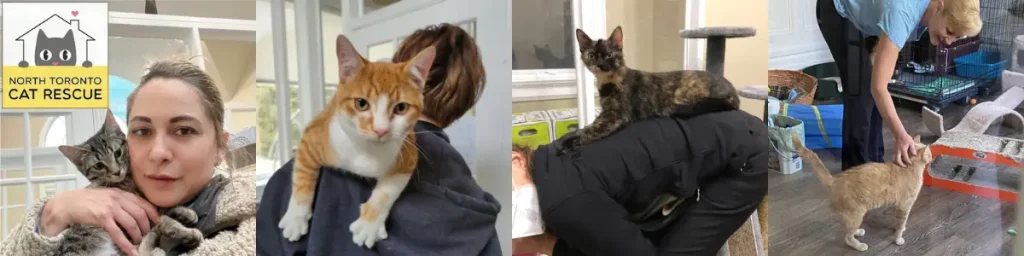 Volunteers holding cats