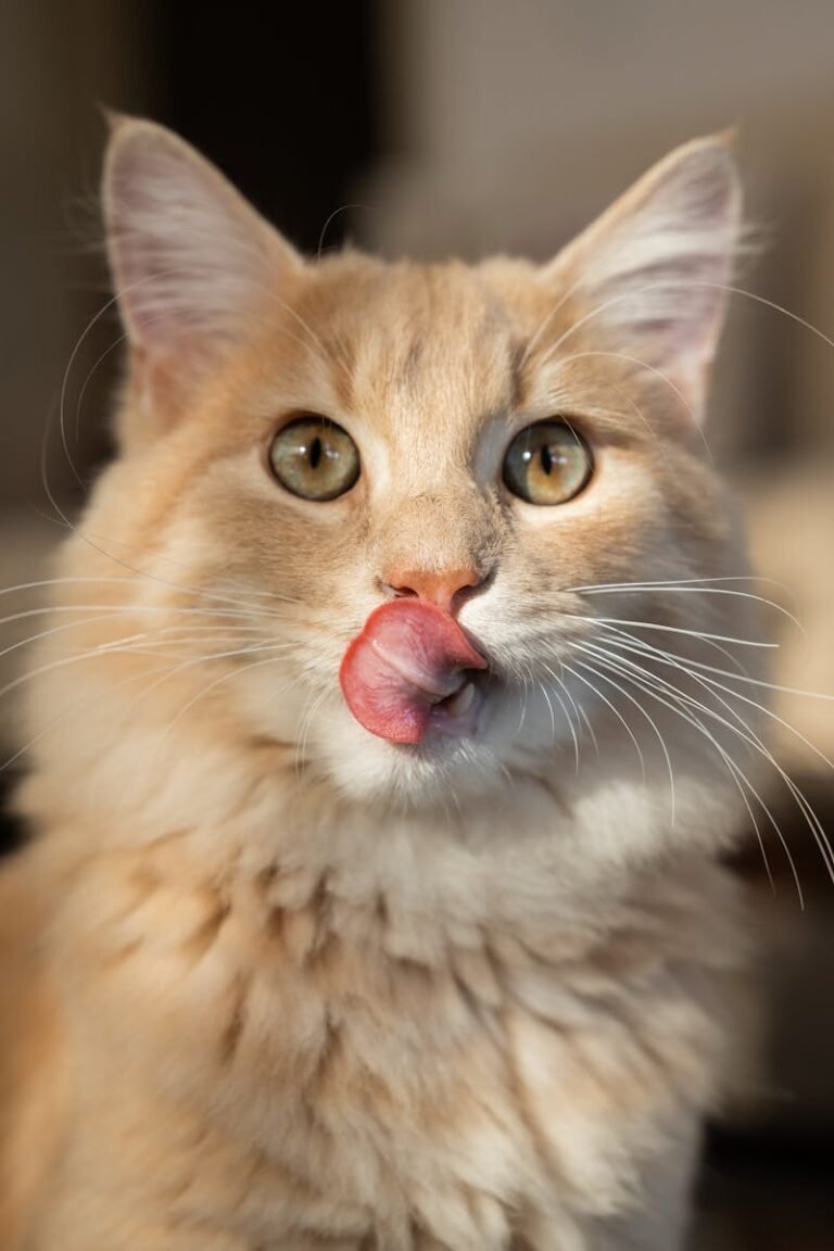 Close-up of a fluffy orange tabby cat with tongue out in a bright indoor setting.