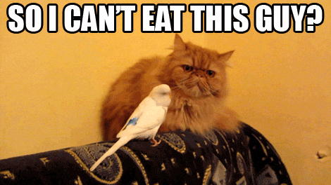 Why Cats Chirp at Birds?