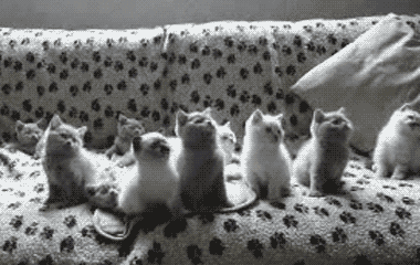 Superfecundation in Female Cats