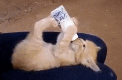 Can Cats Drink Milk?