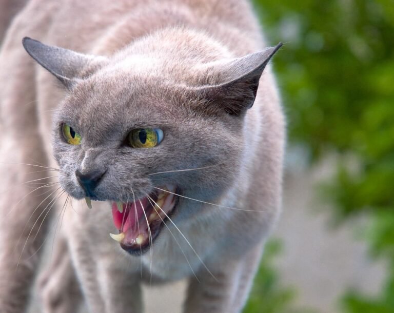 Cats and “Airplane Ears”
