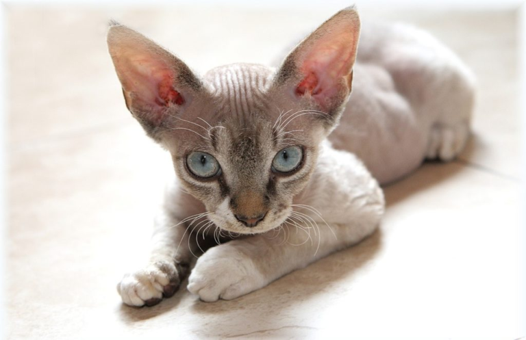 13 Hypoallergenic Cats for Allergy Sufferers