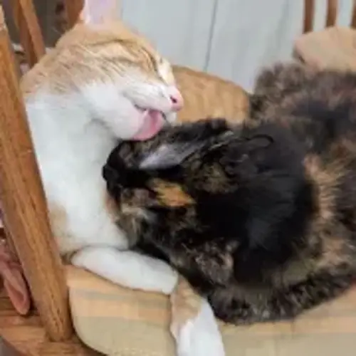 Why Cats Groom Each Other?