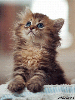 What IS a Domestic Shorthair Cat?