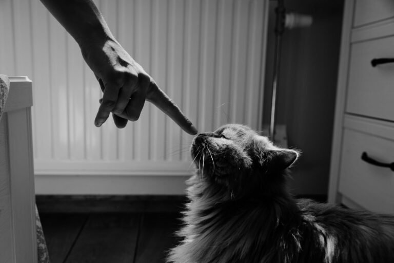 Black and white of crop anonymous person touching nose of fluffy domestic cat in room