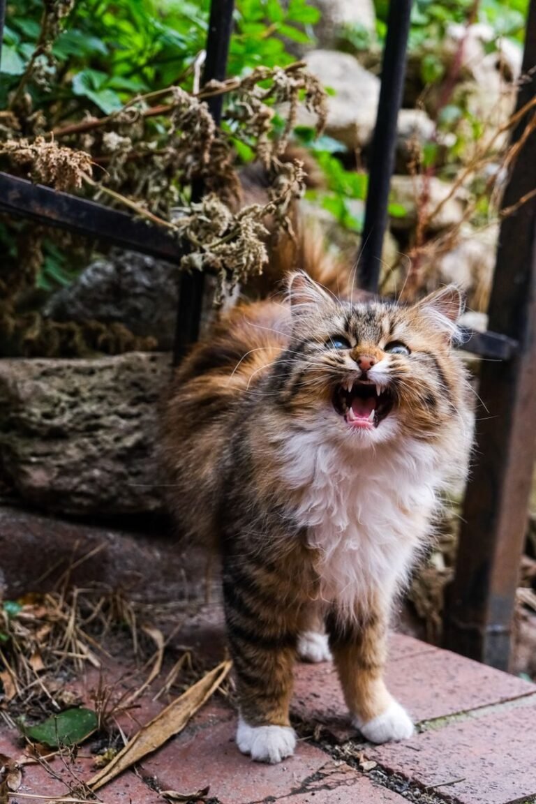 Close-up of a playful Siberian cat meowing outdoors during autumn, surrounded by nature.