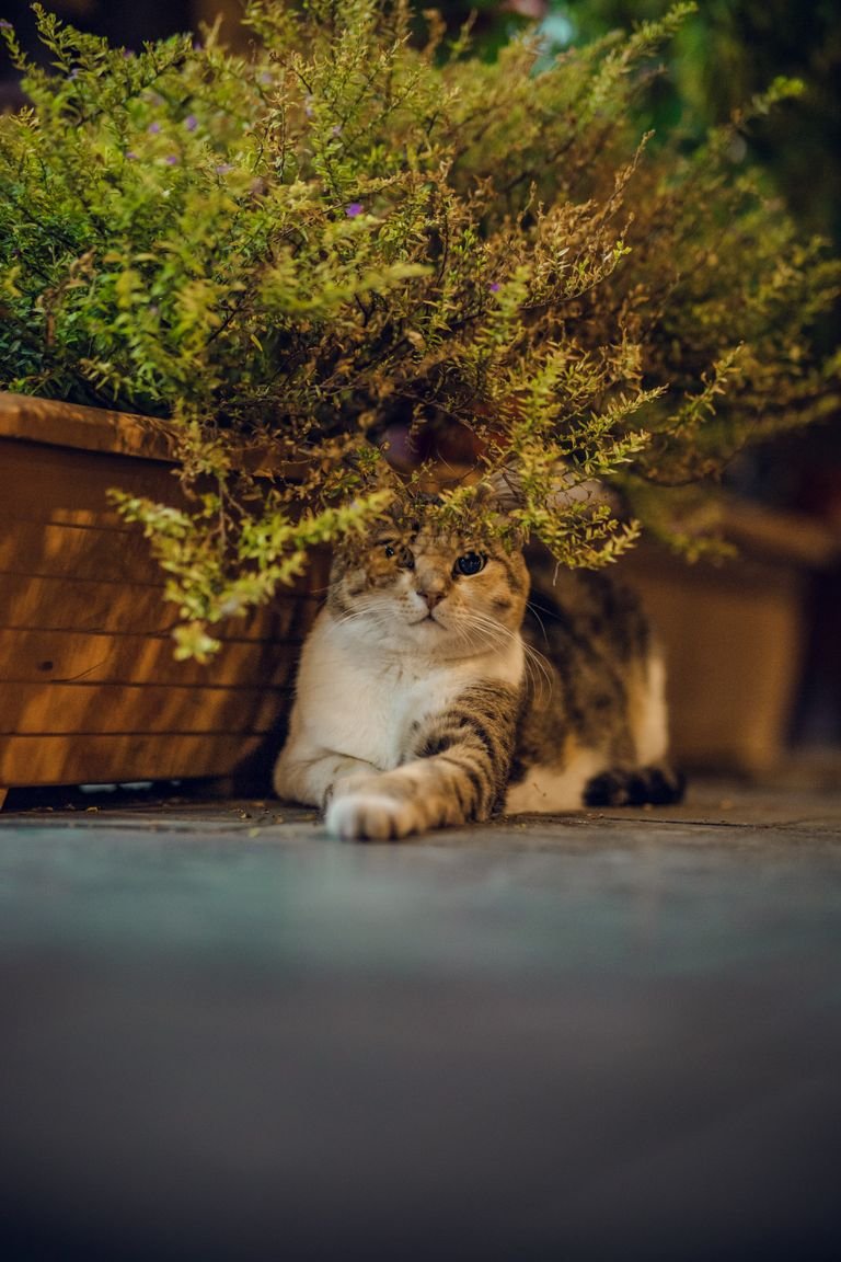 Calm cat resting beneath a lush potted plant, capturing a serene moment of pet life indoors.