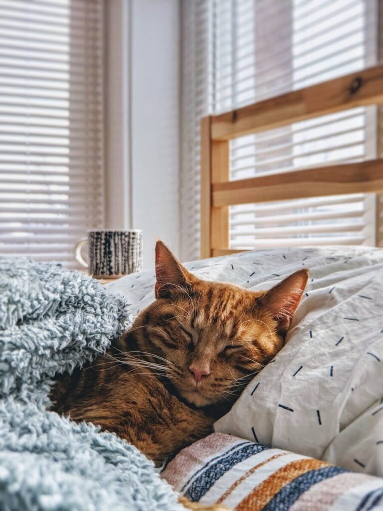 cat sleeping on bed